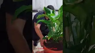 3 dk saksı değişimi ve çiçek ekimi.