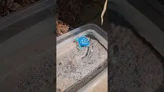 My New Pet Turtle 🐢 takes a swim Robo Pet!