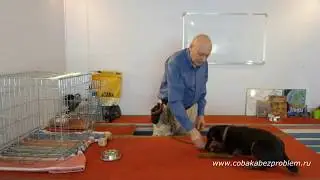 Ягдтерьер Шер. Последняя дрессировка в квартире