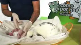 IEPURI- Pui nou nascuti