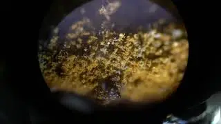 Yellow Fungus Microworlds JMTV Microscrope