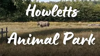 We Finally Visited Howletts Zoo