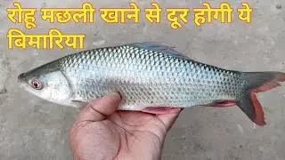 रोहू मछली में कौन सा विटामिन मिलता है || रोहू मछली खाने से ये बीमारियां दूर होगी || Sundar bihar