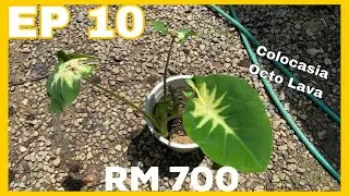 Colocasia Octo Lava | JPlan Garden