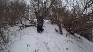Одинокий лебедь остался Зимовать в Куйбышеве