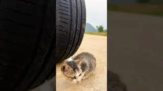 Fun Fun TV : Rescue Kitten 