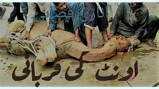 Camel Qurbani 2018 | Unproffessional Qasai