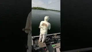 Will GIANT FISH Eat a Mouse? #shorts #musky #fishing