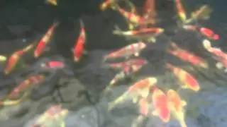 Modern Koi Blog 