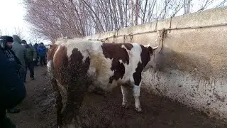 Бозори гову молҳои тозаи якум участка 14 12 2022с