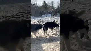 Ни сьем - так понадкусываю