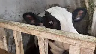 Коровы перед отёлом