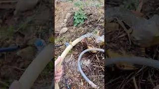 Как обустроить Абиссинскую скважину 