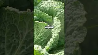 Защита капусты