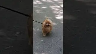 Кто ходит по парку по утрам?
