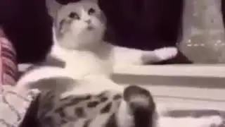 Кот