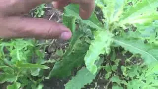 Лён! Состояние посева, работа гербицида, борьба с сорняками!