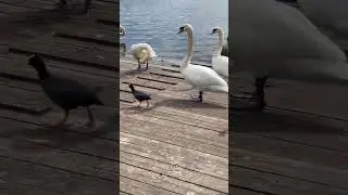 Ducks 🦆 Geese,Swan 🦢 together         