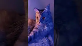 hhihihi