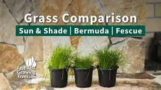Sun & Shade - Bermuda - Fescue | Grass Comparison