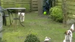 Kooikerhondje Lumi en Beetle spelen