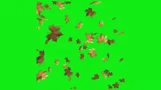 falling leaves green screen