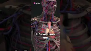 Vena Cava | The Body's Superhighway