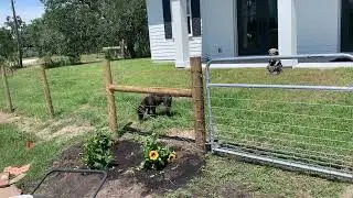 Hard work in the garden
