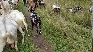 стадо ЛПХ Серебрянное Копытце 2020г