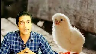 أفضل مضاد حيوى لعلاج البرد والكخة فى الفراخ