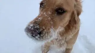 Watch This Golden Retriever Run and Play In The Snow! [4K]