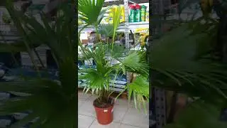 садовый центр Росток Краснодар