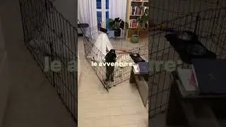 Evil Virgi 👹
