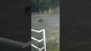 Петя бультерьер 