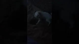 cute pet - baby dog on the beach