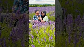 Aasa kooda…😍🪻 #lavenderfield  #warwickshire  #lavenderfarm #shorts #england  #uk #aasakooda