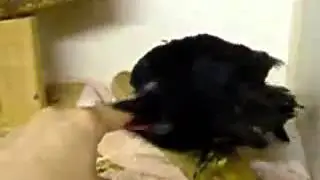 бешеная птица