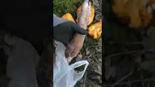 Чем ЧЁРТ не шутит... МАГИЯ.