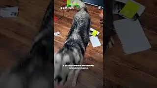 Почему собаки плохо переносят одиночество? 
