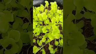 Baby Lettuce #minivlog #harvest #berkebun #asmr #slowliving #gardening #shorts #minigarden #lettuce