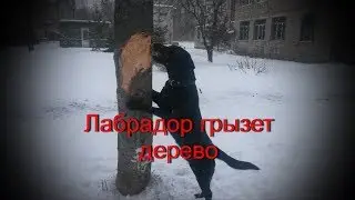Собака Лабрадор ест дерево
