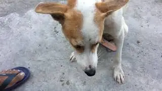 Dog Eating Blue Ternate / Butterfly peas