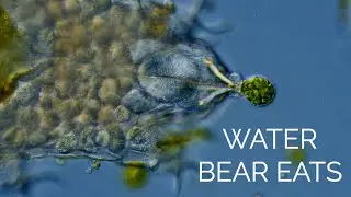Tardigrade's Feeding Apparatus