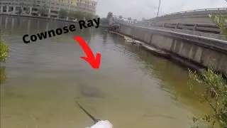 Cownose RAY Caught in Downtown Tampa (Hillsborough River) (Crazy Fight)