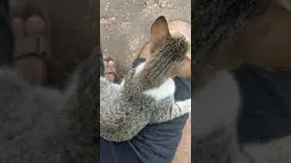 Stray Kitten Chilling in Lap