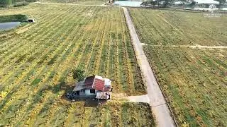 Plantations International - Lao Khwan Mango Plantation