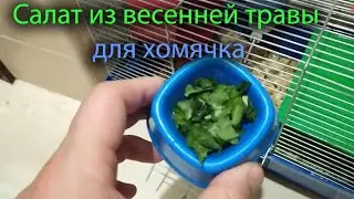 Приготовил вкусный салат хомячку из самой вкусной травы