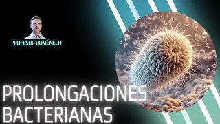 Prolongaciones bacterianas: FLAGELOS, FIMBRIAS y PELOS
