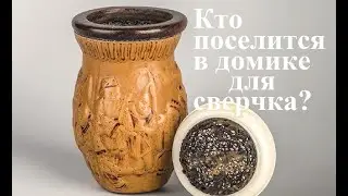 Красота спасёт мир #5. Кто поселится в домике для сверчка?