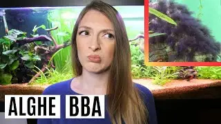 BBA ALGAE (Black Brush Algae) 😱 Causes and Remedies
